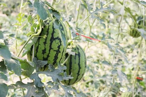 吃瓜是哪个平台的网红